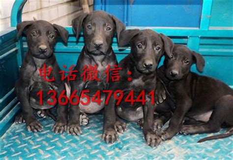 狼青犬價(jià)格(狼青犬價(jià)格多少錢一只)縮略圖