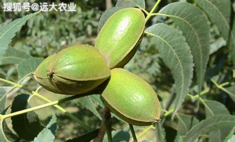 碧根果樹,碧根果樹長什么樣縮略圖