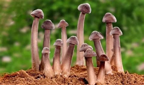 雞樅菌(雞樅菌圖片)縮略圖