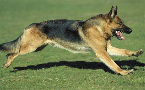 黑背犬兇不兇(黑背犬兇不兇猛)縮略圖