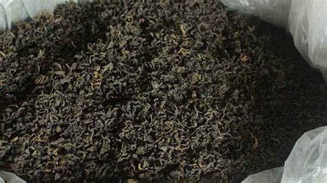 青錢柳的功效與作用與副作用,青錢柳茶的副作用和禁忌縮略圖