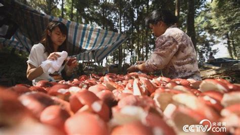 紅菇采摘,紅菇采摘季節(jié)是什么時(shí)候縮略圖