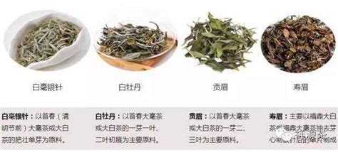 福鼎白茶分類等級(jí)(福鼎白茶分類等級(jí)價(jià)格)縮略圖