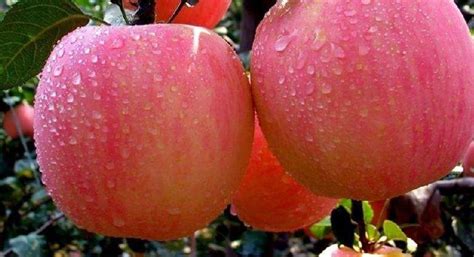 花牛蘋果和紅富士哪個(gè)營(yíng)養(yǎng)價(jià)值高(花牛蘋果與紅富士哪個(gè)營(yíng)養(yǎng)價(jià)值高)縮略圖