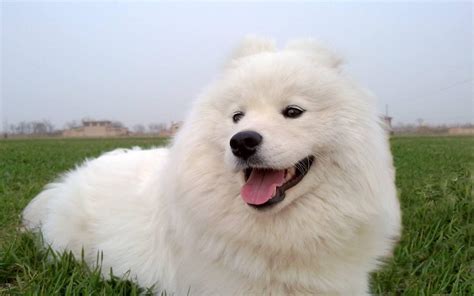 薩摩耶犬壽命一般多少年(薩摩耶犬智商排名第幾)縮略圖