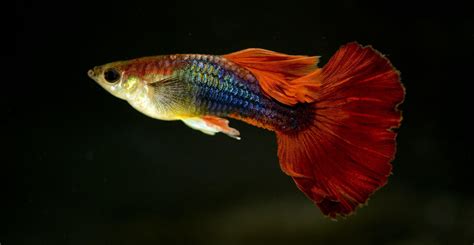 熱帶魚多長時間喂一次(熱帶魚多長時間喂一次食)縮略圖