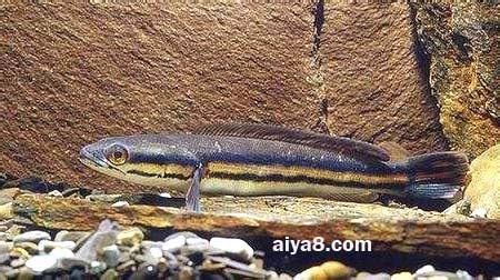 鉛筆魚,鉛筆魚怎么養(yǎng)縮略圖