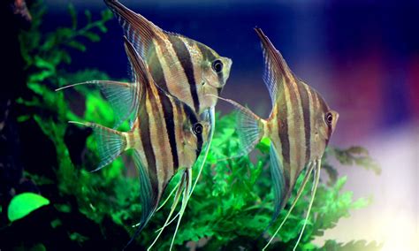 熱帶魚觀賞魚,熱帶魚觀賞魚大全縮略圖