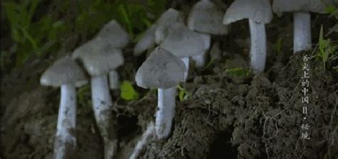 雞樅菌一般長(zhǎng)在哪里(雞樅菌一般長(zhǎng)在什么地方)縮略圖