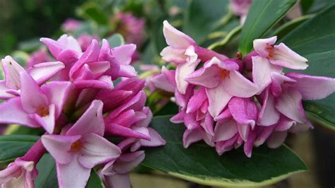 千里香花怎么養(千里香花怎么養殖)縮略圖