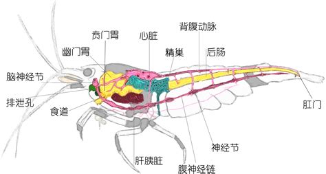 羅氏蝦和基圍蝦區(qū)別(羅氏蝦和基圍蝦區(qū)別圖片)縮略圖