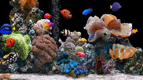 好多魚(yú)v(好多魚(yú)vr)縮略圖