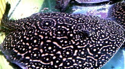 魟魚(yú)觀賞魚(yú)(魟魚(yú)觀賞魚(yú)價(jià)格)縮略圖