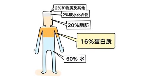 大豆蛋白對人體的危害(大豆蛋白對人體的危害有哪些)縮略圖
