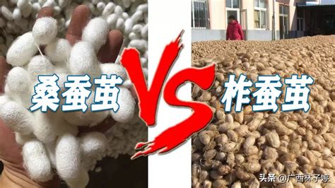 桑蠶絲被和蠶絲被有什么區(qū)別,桑蠶絲被與蠶絲被的區(qū)別縮略圖
