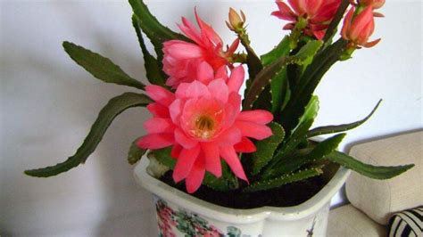 令箭荷花的養(yǎng)殖方法,令箭荷花的養(yǎng)殖方法和注意事項縮略圖