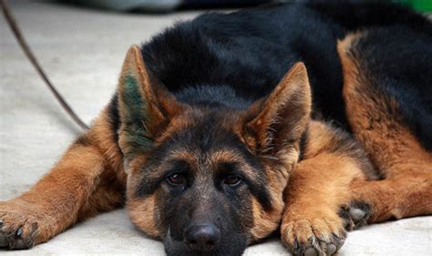 黑背犬和德牧區別,黑背犬和德牧區別在哪縮略圖