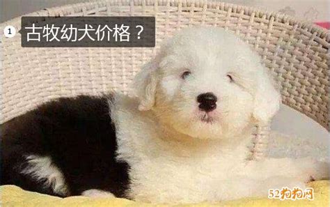古牧狗多少錢一只,古牧狗多少錢一只幼犬縮略圖