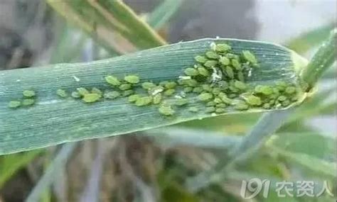 聯苯菊酯殺哪些害蟲(聯苯菊酯殺哪些害蟲及用量)縮略圖