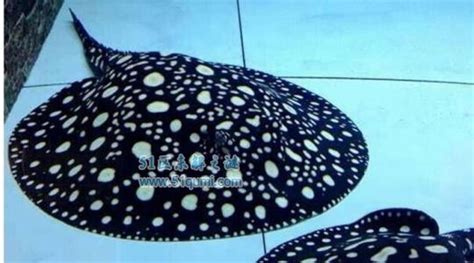 魟魚(yú)最佳吃法,魟魚(yú)的食用方法縮略圖