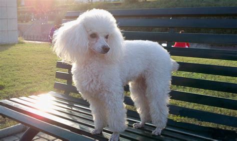 貴婦犬和貴賓犬,貴婦犬和貴賓犬一樣嗎縮略圖