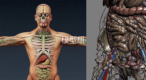 人體模型內(nèi)臟立體玩具,人體模型內(nèi)臟立體玩具玩法縮略圖
