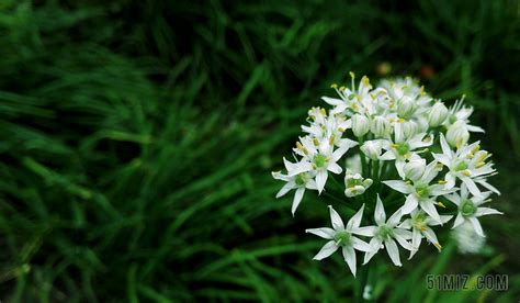 韭菜花開(韭菜花開原唱完整版)縮略圖