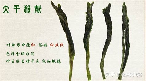 太平猴魁核心產(chǎn)區(qū)在哪(太平猴魁核心產(chǎn)區(qū)在哪里)縮略圖