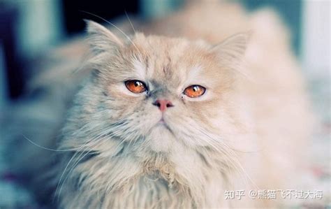 金吉拉貓淚痕怎么去除(金吉拉貓淚痕嚴(yán)重怎么去除)縮略圖