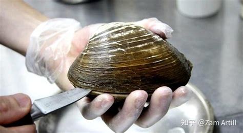 北極貝長什么樣子(北極貝長什么樣子圖片)縮略圖