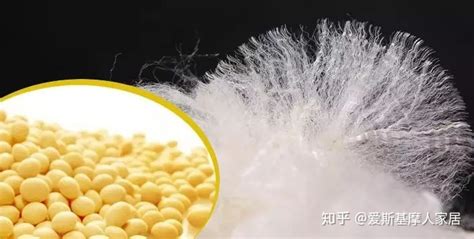 大豆蛋白纖維被子(大豆蛋白纖維被子怎么洗)縮略圖