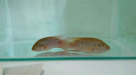 紅寶石魚可以和什么魚一起養,紅寶石魚可以和什么魚混養縮略圖