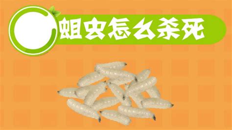 紅線蟲怎么消滅,紅線蟲怎么消滅掉縮略圖