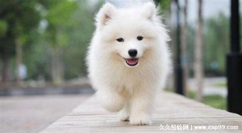 薩摩耶犬能活多少歲(為什么都不建議養薩摩耶)縮略圖