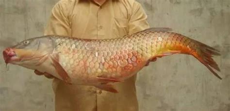 錦鯉魚爛尾爛鰭怎么治,錦鯉魚爛尾爛鰭怎么治最好縮略圖