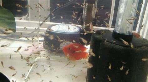 紅寶石魚產卵后怎么辦(紅寶石魚產卵后怎么辦視頻)縮略圖