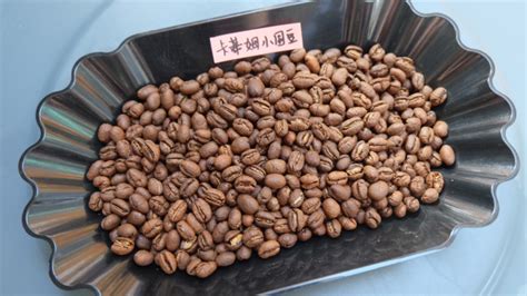 云南咖啡小粒,云南咖啡小?？Х瓤s略圖