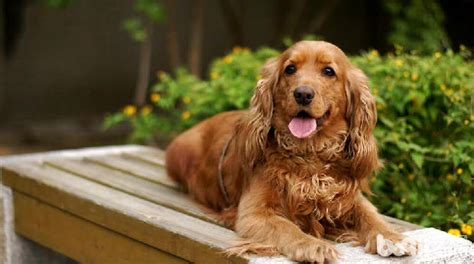 可卡犬價(jià)格多少錢一只,可卡犬價(jià)格多少錢一只1歲縮略圖