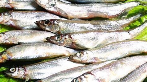 多春魚刺多嗎,多春魚刺多嗎小孩能吃嗎?縮略圖