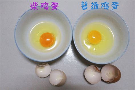 柴雞蛋全部小說在線免費(fèi)閱讀,柴雞蛋全部小說縮略圖