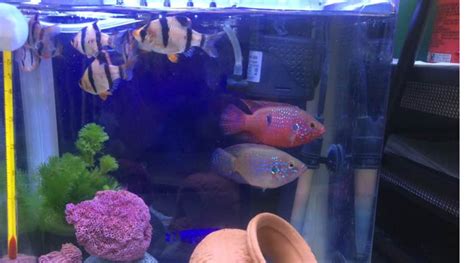 紅寶石魚能和什么魚混養,紅寶石魚和什么魚可以混養縮略圖