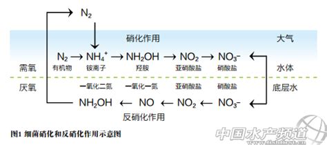 硝化細(xì)菌的作用及使用方法,硝化細(xì)菌的作用及使用方法圖解縮略圖