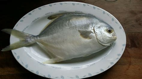 金昌魚營養價值,金昌魚營養價值如何縮略圖