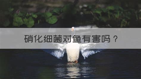 硝化細(xì)菌加多了對魚有影響嗎,魚缸里水渾濁怎么處理縮略圖
