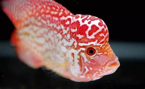 羅漢魚怎么養出爆頭(羅漢魚怎么養出爆頭視頻教程)縮略圖