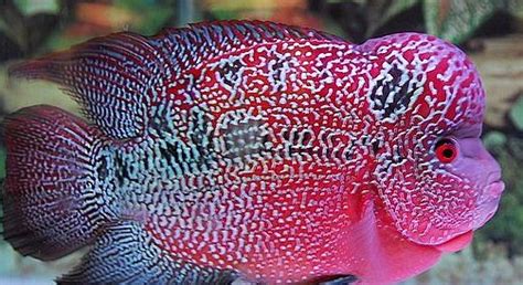 羅漢魚飼養方法(羅漢魚飼養方法及誤區)縮略圖
