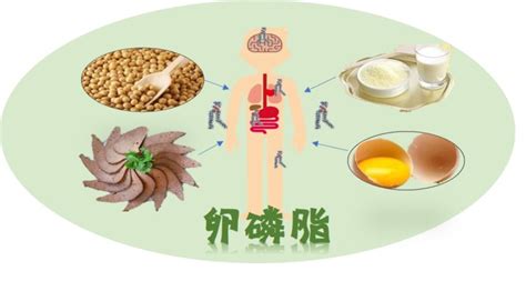 卵磷脂功效(卵磷脂功效與作用)縮略圖