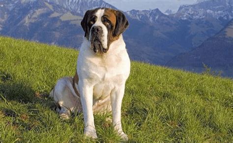 圣伯納犬的優(yōu)缺點(diǎn)(圣伯納犬的優(yōu)缺點(diǎn)有哪些)縮略圖