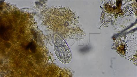 硝化細(xì)菌,硝化細(xì)菌正確使用方法縮略圖