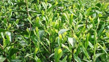 太平猴魁產(chǎn)地在哪里(太平猴魁產(chǎn)地在哪里最好)縮略圖